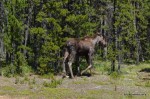 Mama moose
