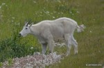 Mountain Goat (2)