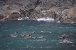 Noisy Stellar Sea Lions