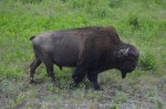 Older male