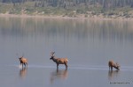 Part of the herd