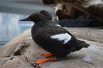 Pigeon Guilemots