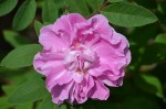 Pink Peony