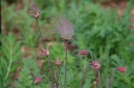 Prairie Smoke
