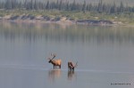 Pregnent elk