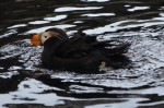 Puffin