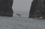 Puffin in flight
