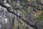 Puffins in crevasses