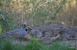 Quail dad and babies
