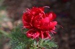 Red Frill Peony