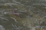 Salmon swimming by the ladder