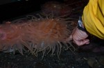 Sea Anemone