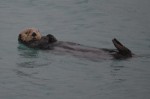Sea Otter