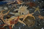 Sea Stars