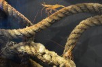 Shrimp