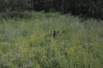 Shy black bear
