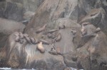 Stellar Sea Lions