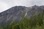 Still looking for Dall Sheep