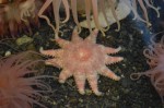 Sun Burst Sea Star