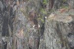 Tufted Puffins
