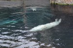 Upside-down harbor seal