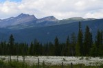 Wild daisy fields