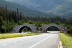 Wildlife Overpass