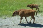 Young Bison
