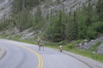 Young Caribou