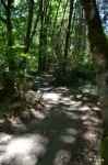 Bouncing down Sawmill Trail