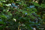 Campground wild blackberries