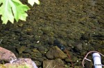 Crawdads checking out the trap