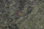 Crawfish in the streams