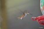 Eating on the run