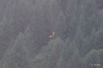 Golden eagle above our camp