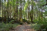 Millpond trail