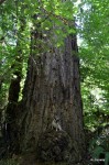 Millponds biggest tree