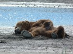 Neighbor Dorothy's pic of Grizzly in Homer