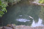 Steelhead jumping