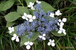 Unusual flowers in McMenamins Garden