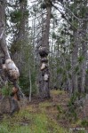 Knotty Pines