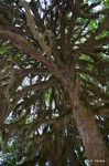My favorite mossy green tree