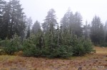 Strange trees