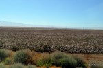 California cotton fields