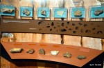 Fossils of the Region