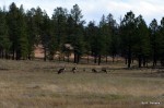 Mule Deer