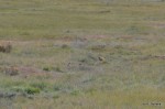 Prarie Dogs