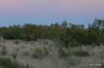 Texas Longhorns