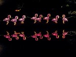 Flamingos