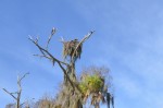 Osprey nest